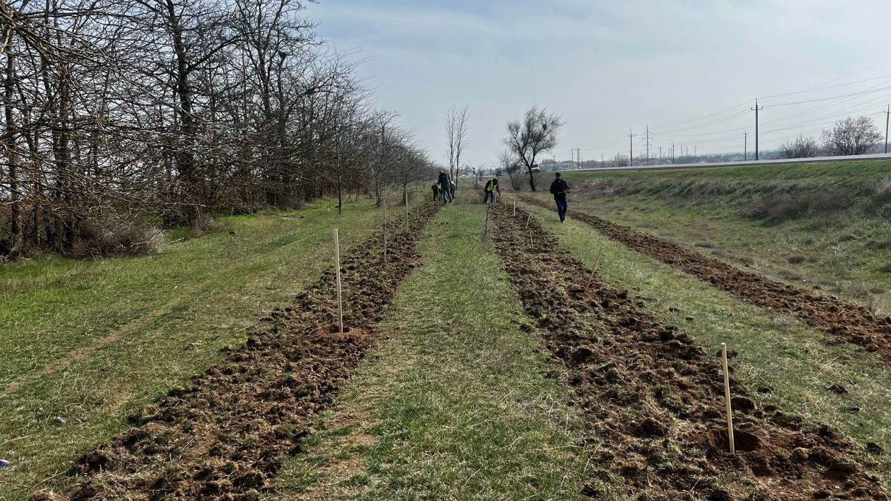 Озеленяем трассу Симферополь – Красноперекопск